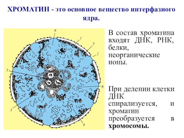 В состав хроматина входят ДНК, РНК, белки, неорганические ионы. При