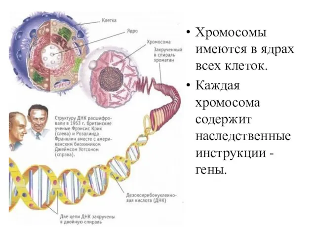 Хромосомы имеются в ядрах всех клеток. Каждая хромосома содержит наследственные инструкции - гены.