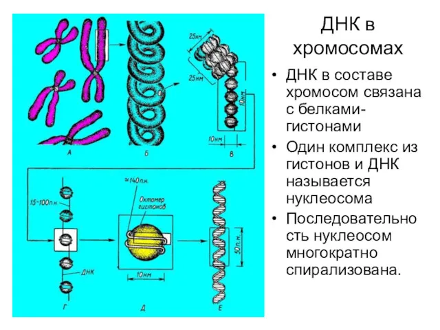 ДНК в хромосомах ДНК в составе хромосом связана с белками-гистонами