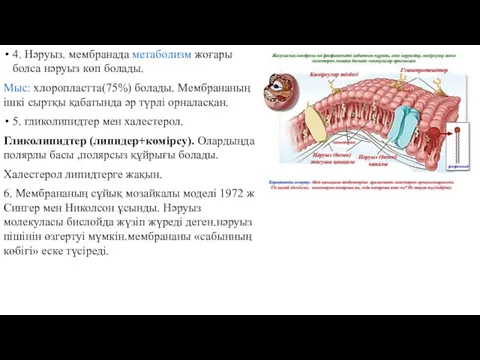 4. Нәруыз. мембранада метаболизм жоғары болса нәруыз көп болады. Мыс: