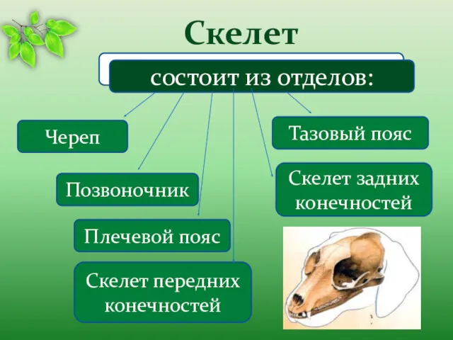 Скелет Череп Позвоночник состоит из отделов: Плечевой пояс Тазовый пояс Скелет передних конечностей Скелет задних конечностей