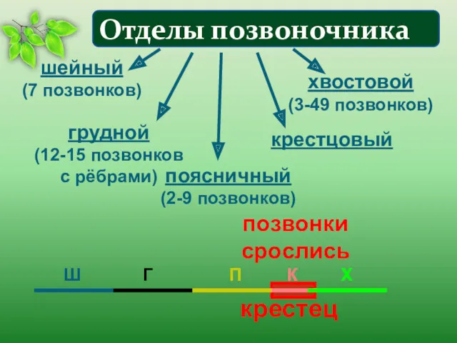 шейный (7 позвонков) грудной (12-15 позвонков с рёбрами) поясничный (2-9