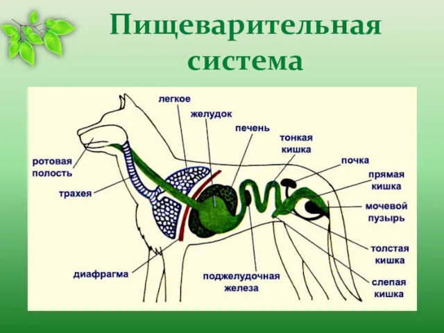 Пищеварительная система