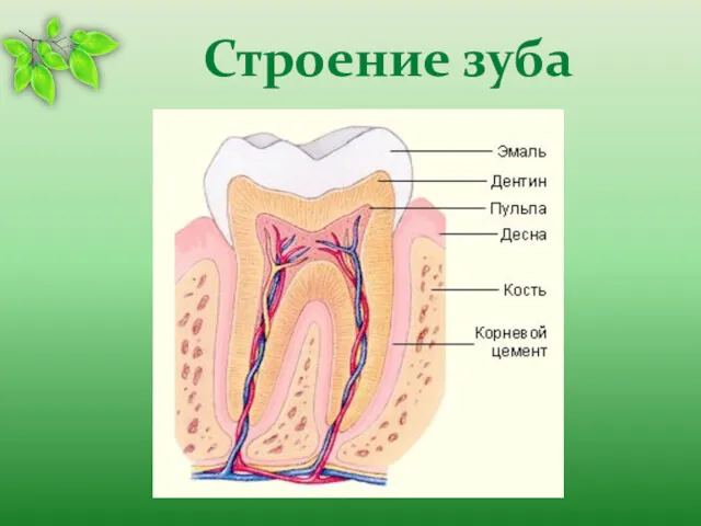 Строение зуба