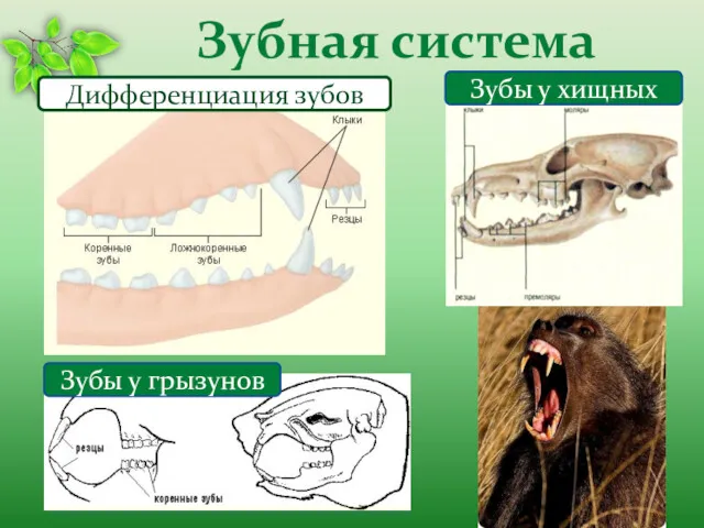 Зубная система Зубы у грызунов Дифференциация зубов Зубы у хищных