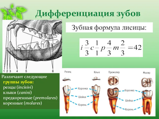 Дифференциация зубов Различают следующие группы зубов: резцы (incisivi) клыки (canini)