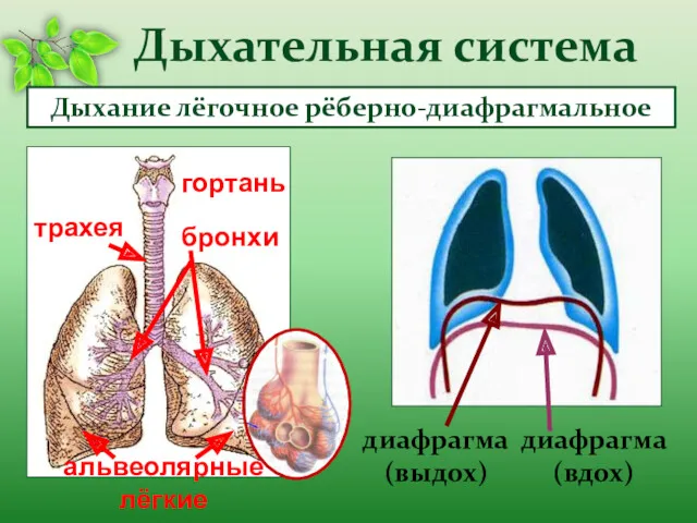 Дыхательная система Дыхание лёгочное рёберно-диафрагмальное гортань трахея бронхи альвеолярные лёгкие диафрагма (выдох) диафрагма (вдох)