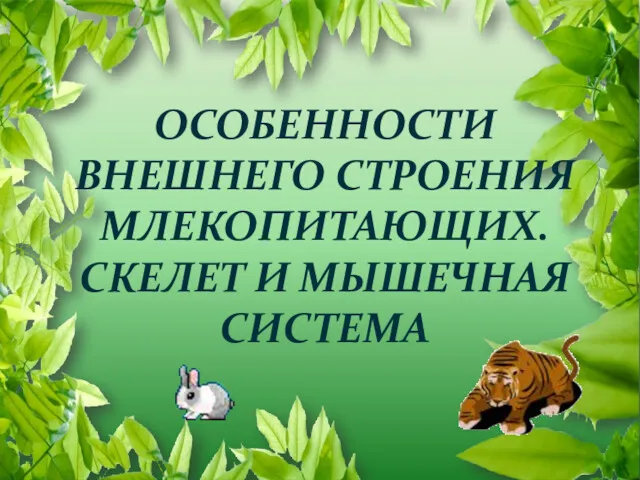 ОСОБЕННОСТИ ВНЕШНЕГО СТРОЕНИЯ МЛЕКОПИТАЮЩИХ. СКЕЛЕТ И МЫШЕЧНАЯ СИСТЕМА