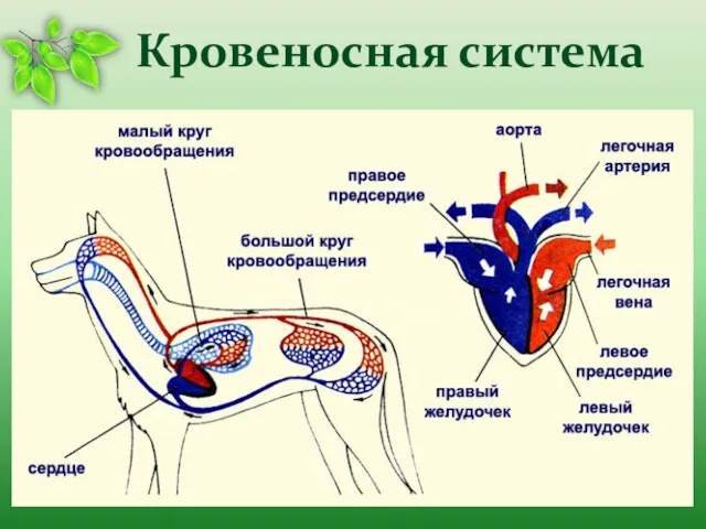 Кровеносная система