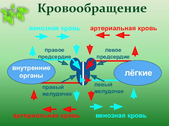 Кровообращение лёгкие внутренние органы правый желудочек правое предсердие левое предсердие