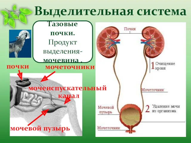 Выделительная система почки мочеточники мочевой пузырь мочеиспускательный канал Тазовые почки. Продукт выделения- мочевина .