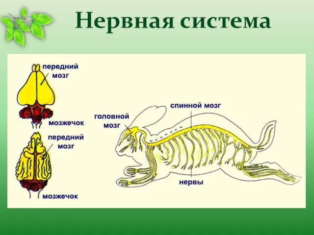 Нервная система