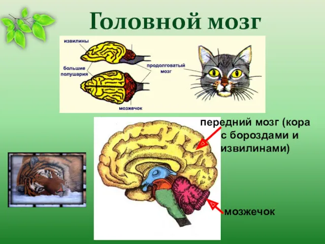 Головной мозг мозжечок передний мозг (кора с бороздами и извилинами)