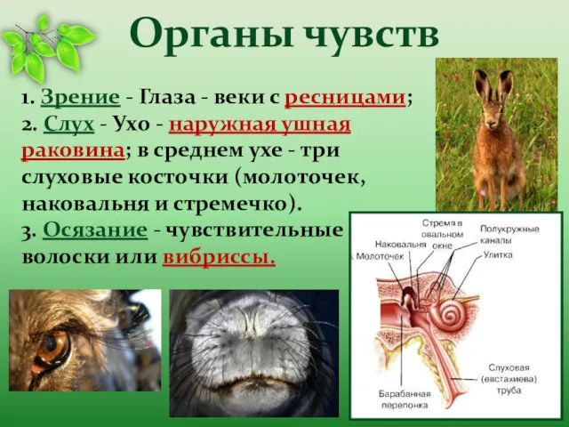 Органы чувств 1. Зрение - Глаза - веки с ресницами;