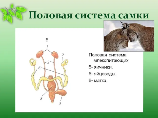 Половая система самки