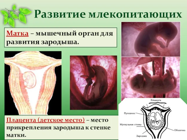 Матка – мышечный орган для развития зародыша. Плацента (детское место)