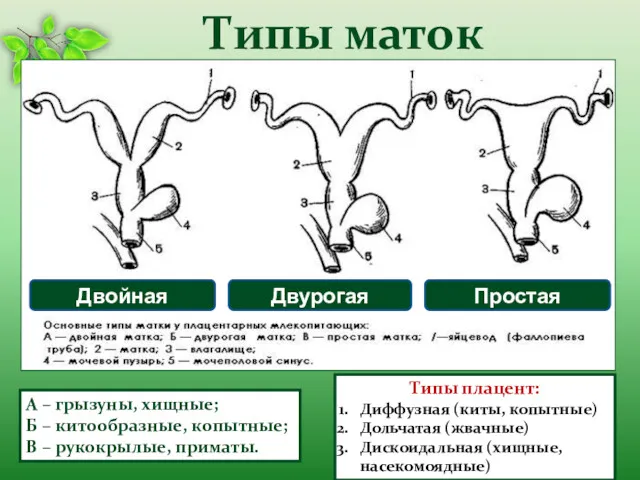 Типы маток А – грызуны, хищные; Б – китообразные, копытные;