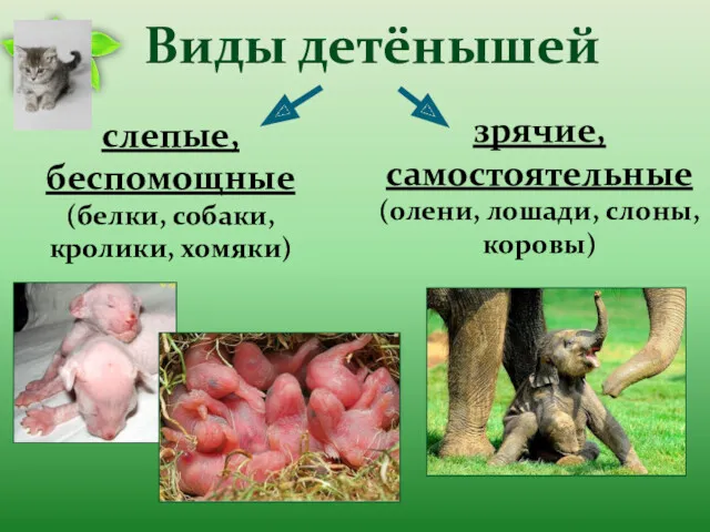 Виды детёнышей слепые, беспомощные (белки, собаки, кролики, хомяки) зрячие, самостоятельные (олени, лошади, слоны, коровы)