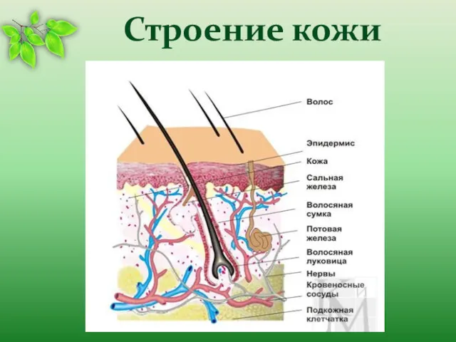 Строение кожи