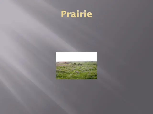 Prairie