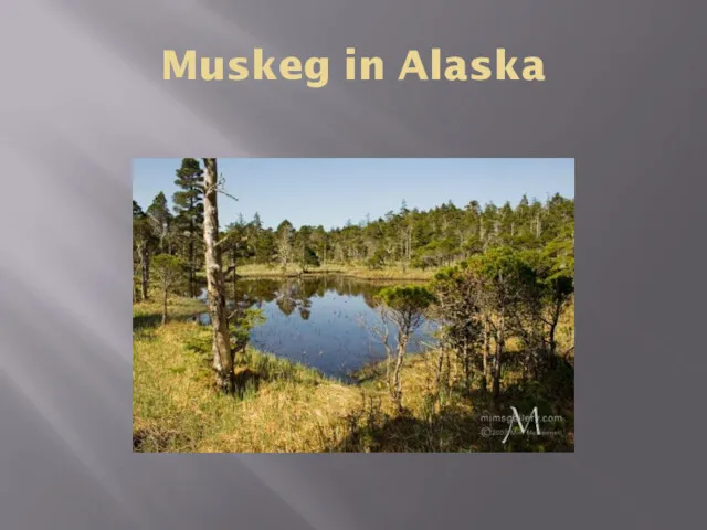 Muskeg in Alaska