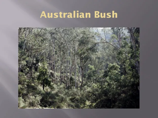 Australian Bush