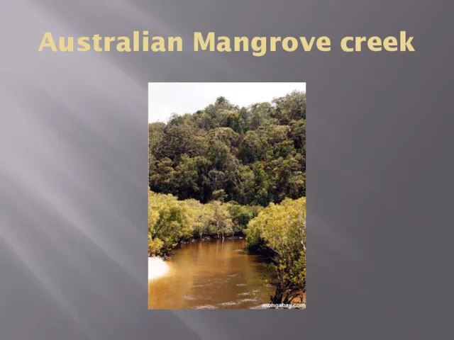 Australian Mangrove creek