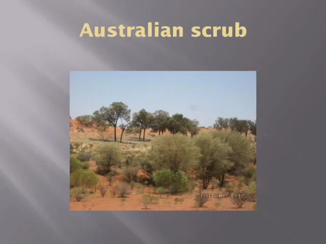 Australian scrub