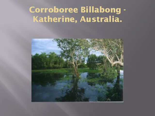Corroboree Billabong - Katherine, Australia.