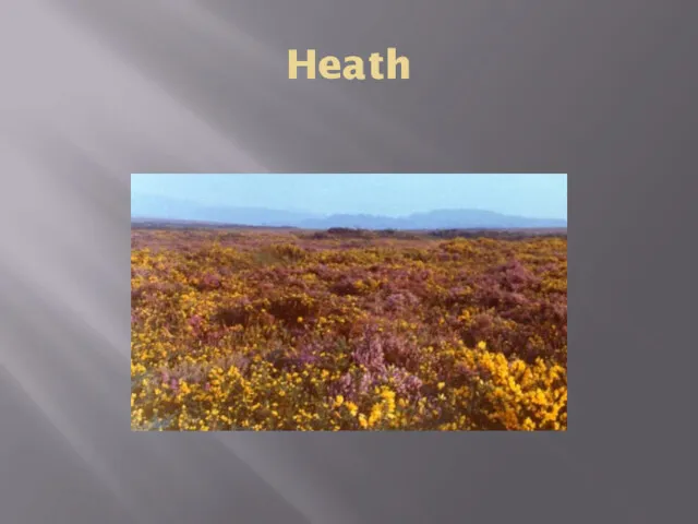 Heath