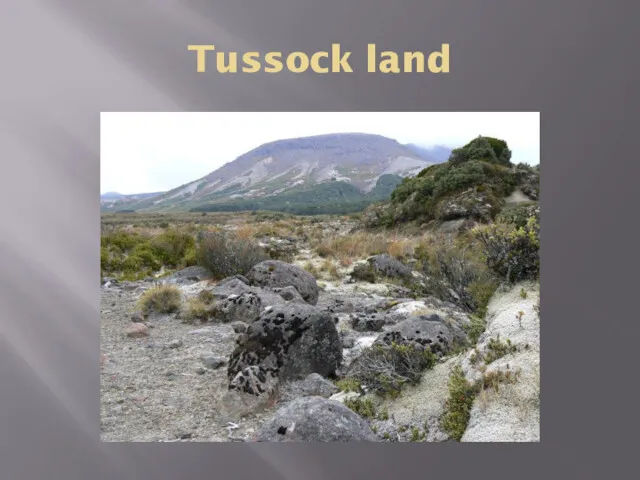 Tussock land