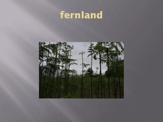 fernland