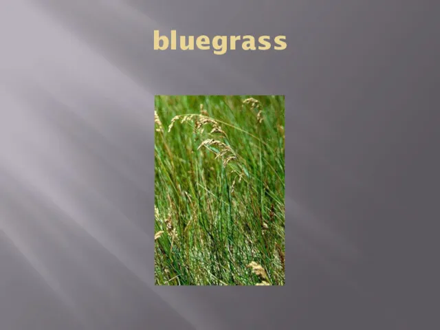 bluegrass