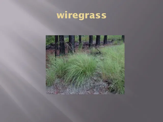 wiregrass