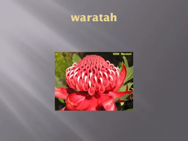 waratah