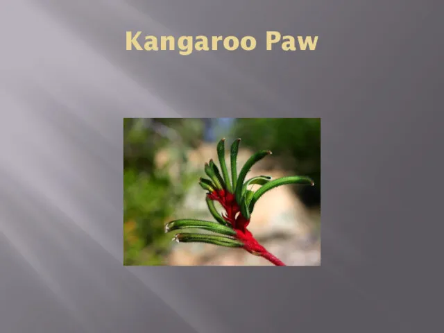 Kangaroo Paw