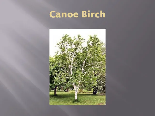 Canoe Birch