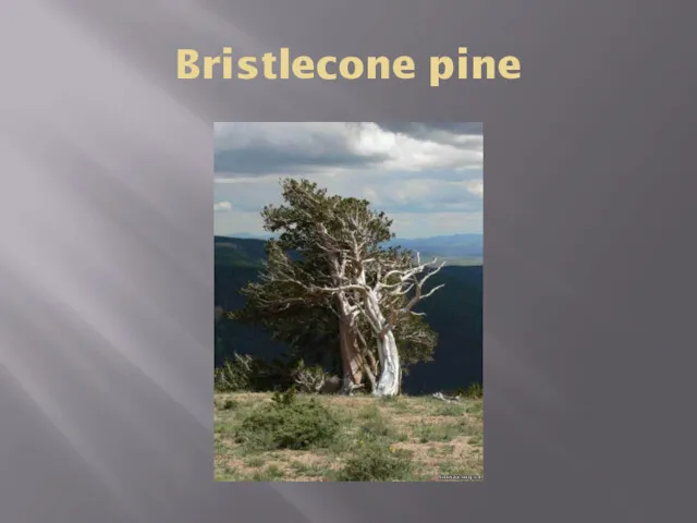 Bristlecone pine