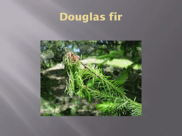 Douglas fir