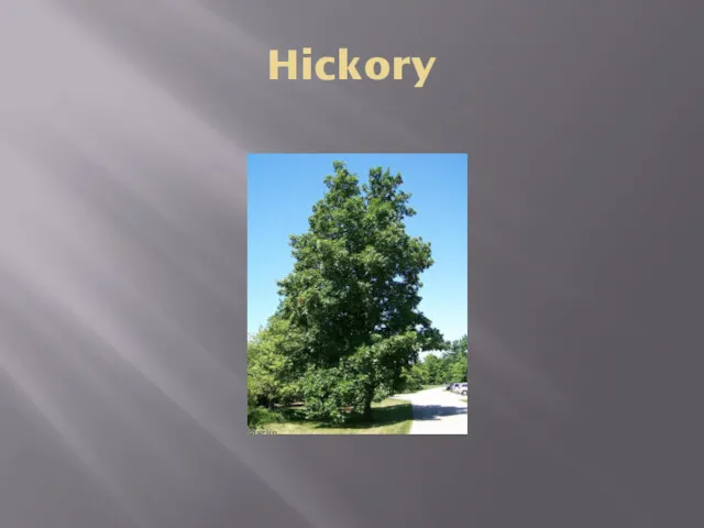 Hickory