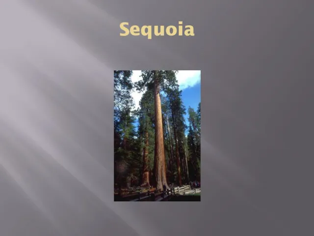 Sequoia