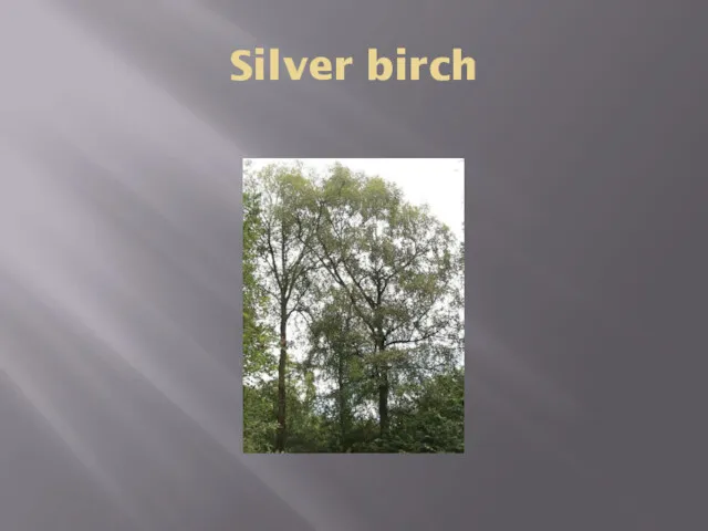 Silver birch