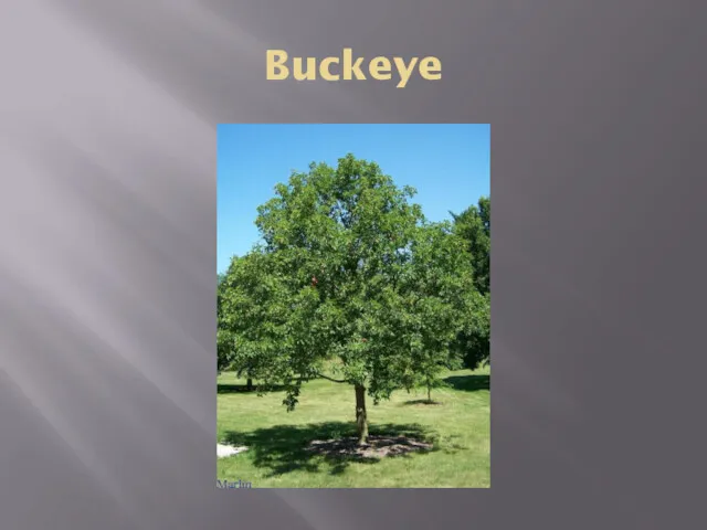 Buckeye