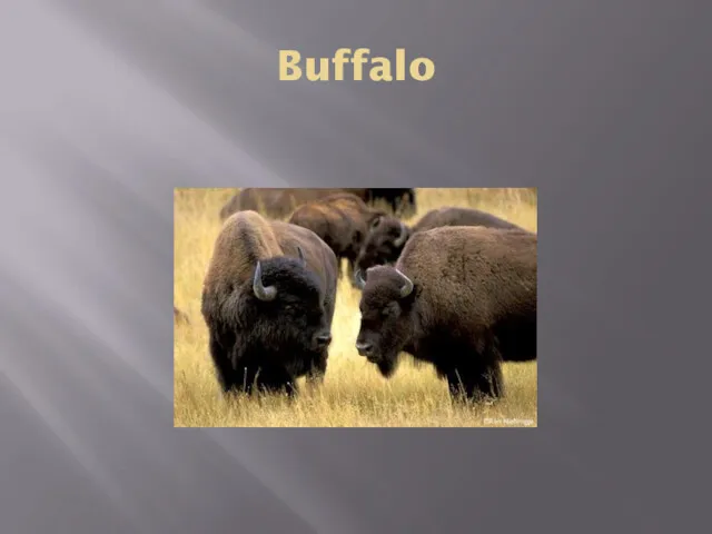 Buffalo