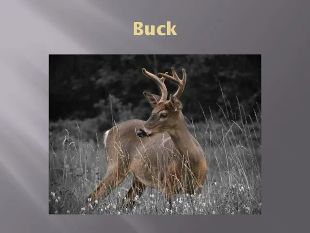 Buck