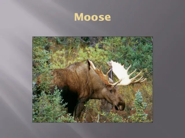 Moose