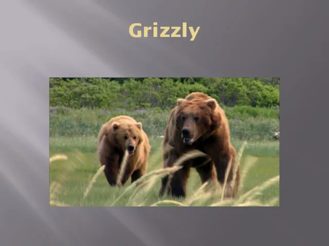 Grizzly