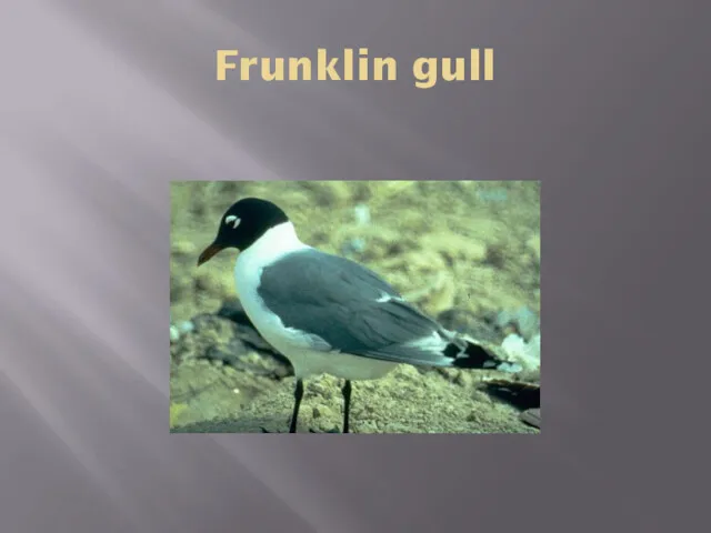 Frunklin gull