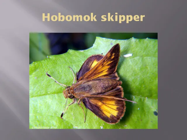 Hobomok skipper