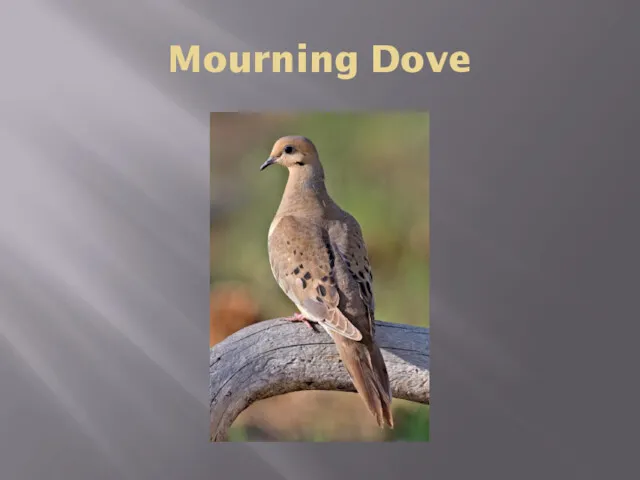 Mourning Dove